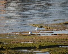 Ichthyaetus melanocephalus