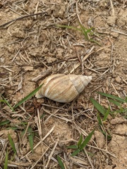 Lissachatina fulica