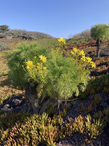 Giant Coreopsis
