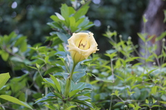 Solandra maxima