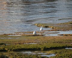 Ichthyaetus melanocephalus