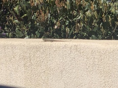 Sceloporus occidentalis