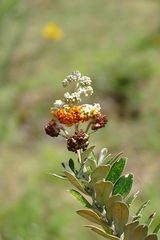 Buddleja coriacea