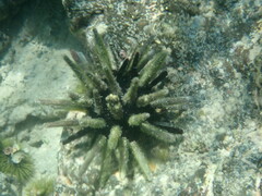 Eucidaris galapagensis