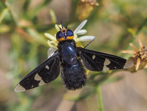 Hyperalonia ater
