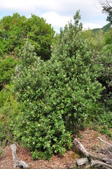 Quercus ilex