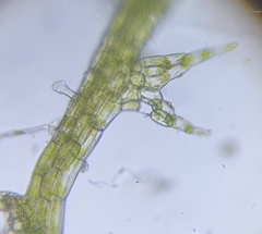Cephaloziella