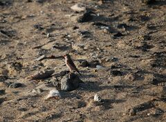 Bucanetes githagineus