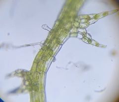 Cephaloziella
