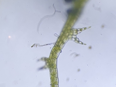 Cephaloziella