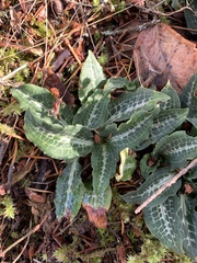 Goodyera