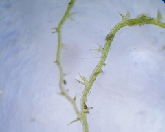 Cephaloziella