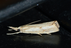 Agriphila
