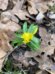 Ranunculoideae