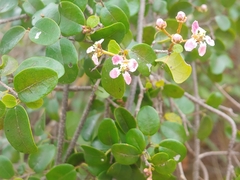 Heteropterys purpurea