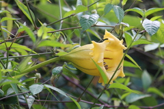 Solandra maxima