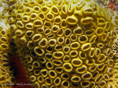 Palythoa caribaeorum