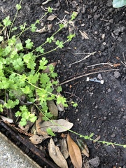 Ranunculus platensis