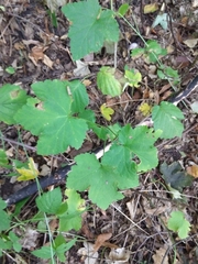 Ribes rubrum