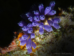 Clavelina puertosecensis