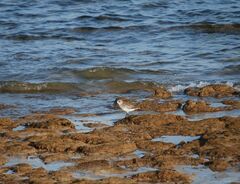 Pluvialis squatarola