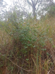 Heteropterys purpurea