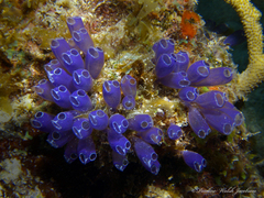 Clavelina puertosecensis