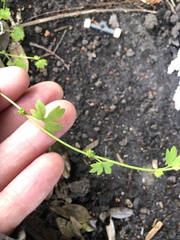 Ranunculus platensis