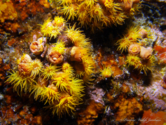 Tubastraea