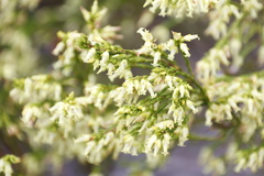 Erica lutea