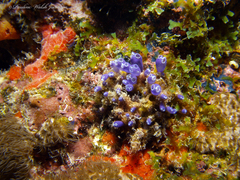 Clavelina puertosecensis