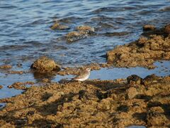 Pluvialis squatarola