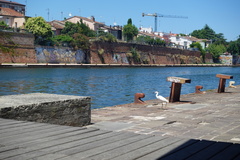 Egretta garzetta