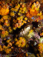 Tubastraea