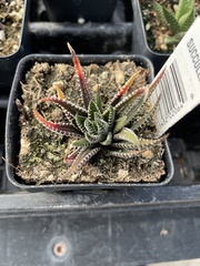 Haworthiopsis