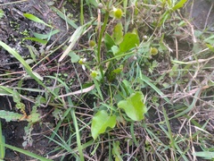 Echinodorus berteroi