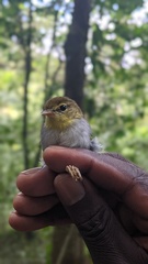Phylloscopus ruficapilla