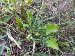 Echinodorus berteroi