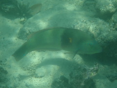 Scarus rivulatus