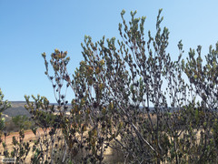 Leucadendron procerum