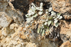 Pentanema verbascifolium