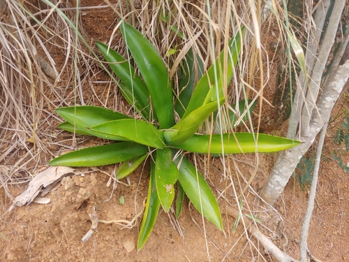 Proctor's agave (Agave minor)