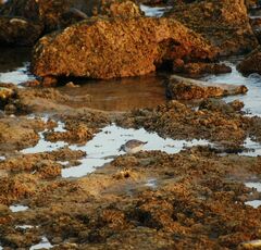 Pluvialis squatarola