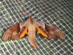 Coequosa australasiae