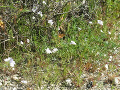 Gilia