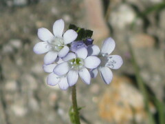 Gilia