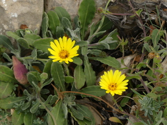 Calendula suffruticosa