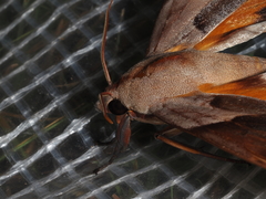 Coequosa australasiae