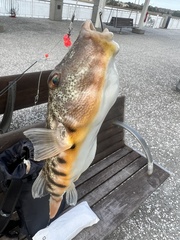 Sphoeroides maculatus