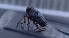 Issus coleoptratus